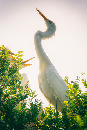 Bertazzoni, Jamaica, Nikon, artistic, beak, colors, feathers, fishing, "flying egret", heron, legs, migration, nature, nesting, panning, parade, pond, safari, swamp, "white egret"