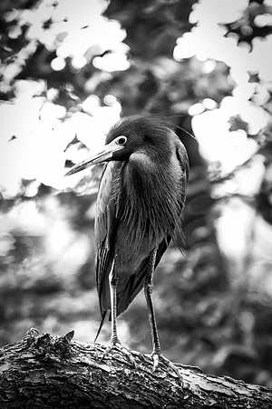 Bertazzoni, Jamaica, Nikon, artistic, beak, colors, feathers, fishing, "flying egret", heron, legs, migration, nature, nesting, panning, parade, pond, safari, swamp, "white egret"
