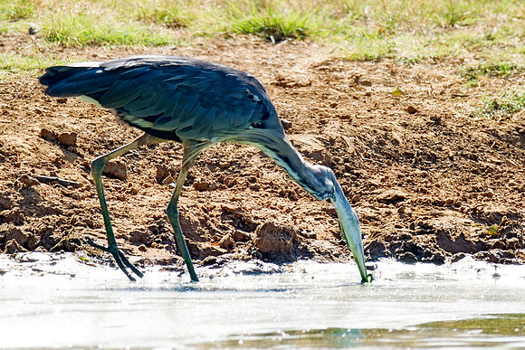 Bertazzoni, Nikon, Texas, bird, "black & white", feathers, fishing, "great Blue Heron", lake, migration, nature, park, peak, pond, swamp, "wading bird", wildlife, wings