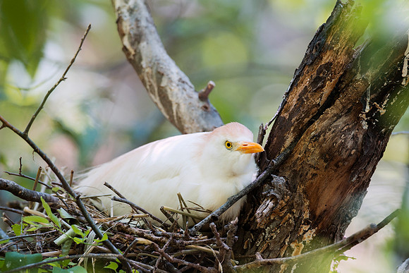Bertazzoni, Jamaica, Nikon, artistic, beak, colors, feathers, fishing, "flying egret", heron, legs, migration, nature, nesting, panning, parade, pond, safari, swamp, "white egret"
