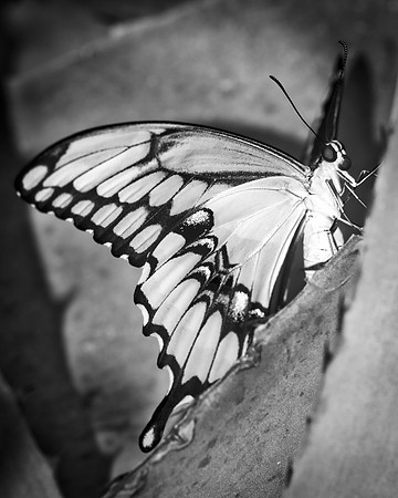 Butterfly, Details, Flower, Structure, Wings, bertazzoni, insect, nature, nectar, pupa, spring, summer, yard, "swallowtail butterfly", Nikon, yard, Texas, "black & white"