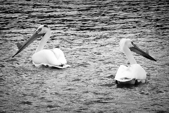 Bertazzoni, Kenya, Namibia, Pelican, "Walvis Bay", beak, colors, feathers, fishing, flying, hunting, lake, lakes, nature, nesting, ocean, "pink backed pelican", rivers, wings, "American White Pelican"
