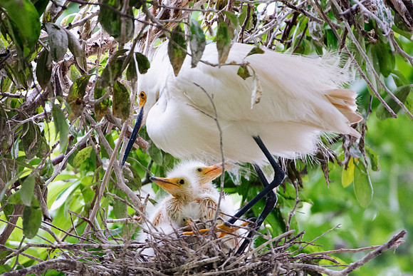 Bertazzoni, Jamaica, Nikon, artistic, beak, colors, feathers, fishing, "flying egret", heron, legs, migration, nature, nesting, panning, parade, pond, safari, swamp, "white egret"