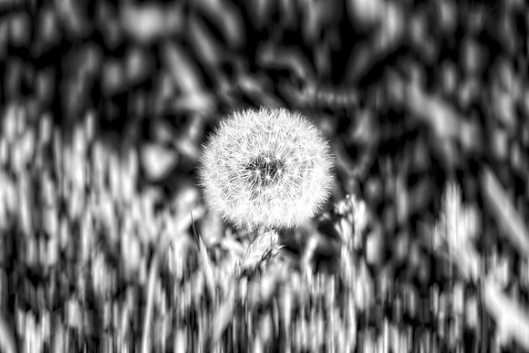 Bertazzoni, Dandelion, Leafs, Nikon, Nikon, blowing, "blowing flower", garden, grass, highlights, shade, trees, yard