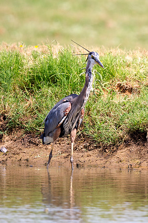 Bertazzoni, Nikon, Texas, bird, "black & white", feathers, fishing, "great Blue Heron", lake, migration, nature, park, peak, pond, swamp, "wading bird", wildlife, wings