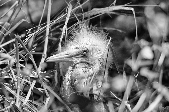 Bertazzoni, Jamaica, Nikon, artistic, beak, colors, feathers, fishing, "flying egret", heron, legs, migration, nature, nesting, panning, parade, pond, safari, swamp, "white egret"