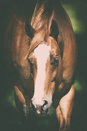 Bertazzoni, Indians, Nikon, Texas, apha, boys, bridles, burro, colors, "cow boys", donkey, "far west", halter, harness, herd, hoofs, horse, mustang, pack, paint, pioneers, portrait, "powerful horse",