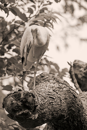 Bertazzoni, Jamaica, Nikon, artistic, beak, colors, feathers, fishing, "flying egret", heron, legs, migration, nature, nesting, panning, parade, pond, safari, swamp, "white egret"