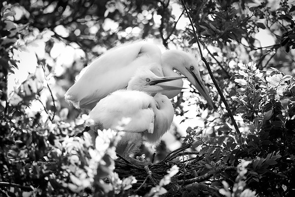Bertazzoni, Jamaica, Nikon, artistic, beak, colors, feathers, fishing, "flying egret", heron, legs, migration, nature, nesting, panning, parade, pond, safari, swamp, "white egret"