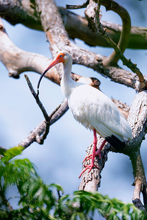 Bertazzoni, Jamaica, Nikon, artistic, beak, colors, feathers, fishing, "flying egret", heron, legs, migration, nature, nesting, panning, parade, pond, safari, swamp, "white egret"