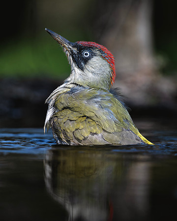 European Green Woodpecker
