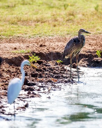 buddies, Bertazzoni, Nikon, Texas, bird, "black & white", feathers, fishing, "great Blue Heron", lake, migration, nature, park, peak, pond, swamp, "wading bird", wildlife, wings