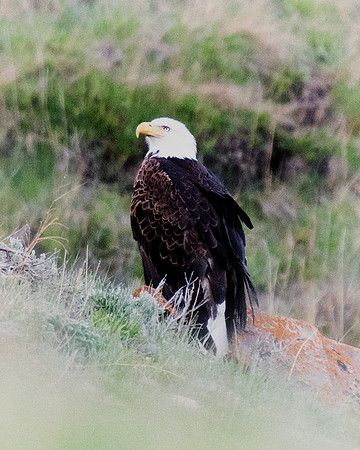 Bertazzoni, "Grand Teton", Nikon, "North America", USA, Yellowsyone, "bald eagle", beak, "birds of prey", claws, colors, eagle, feathers, flying, icon, nature, nest, predator, scenic, sky, wings, "bla