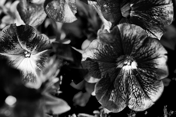 Bertazoni, Nikon, "black & white", contrast, highlights, home, love, nursery, petals, red, red, romantic, rose, rose, spines, structure, "white rose", yard