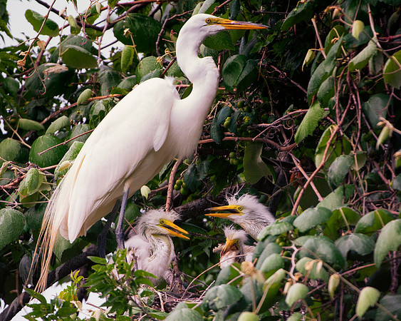 Bertazzoni, Jamaica, Nikon, artistic, beak, colors, feathers, fishing, "flying egret", heron, legs, migration, nature, nesting, panning, parade, pond, safari, swamp, "white egret"