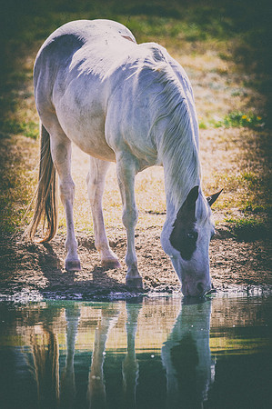 Bertazzoni, Indians, Nikon, Texas, apha, boys, bridles, burro, colors, couple, "cow boys", donkey, "far west", halter, harness, herd, hoofs, horse, mustang, pack, paint, pioneers, portrait, "powerful