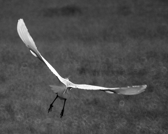 Bertazzoni, Jamaica, Nikon, artistic, beak, colors, feathers, fishing, "flying egret", heron, legs, migration, nature, nesting, panning, parade, pond, safari, swamp, "white egret"