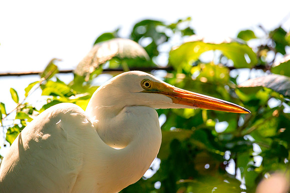 Great White Egret