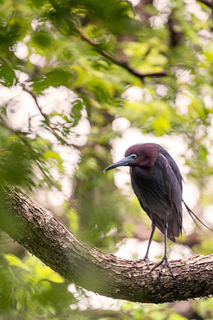 Bertazzoni, Jamaica, Nikon, artistic, beak, colors, feathers, fishing, "flying egret", heron, legs, migration, nature, nesting, panning, parade, pond, safari, swamp, "white egret"
