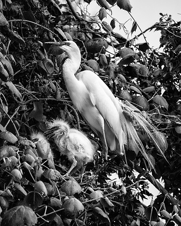 Bertazzoni, Jamaica, Nikon, artistic, beak, colors, feathers, fishing, "flying egret", heron, legs, migration, nature, nesting, panning, parade, pond, safari, swamp, "white egret"