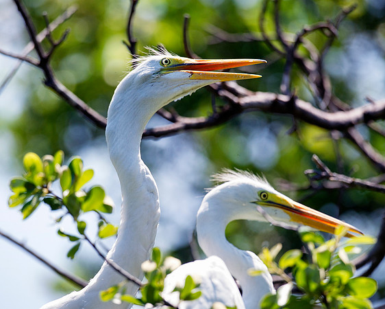 Bertazzoni, Jamaica, Nikon, artistic, beak, colors, feathers, fishing, "flying egret", heron, legs, migration, nature, nesting, panning, parade, pond, safari, swamp, "white egret"