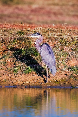 Bertazzoni, Nikon, Texas, bird, "black & white", feathers, fishing, "great Blue Heron", lake, migration, nature, park, peak, pond, swamp, "wading bird", wildlife, wings
