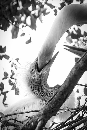 Bertazzoni, Jamaica, Nikon, artistic, beak, colors, feathers, fishing, "flying egret", heron, legs, migration, nature, nesting, panning, parade, pond, safari, swamp, "white egret"