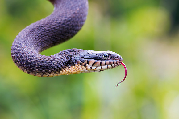 Bertazzoni, "Black & white", Nikon, USA, bite, camouflage, colors, "Adult Plain-Bellied Watersnake" , details, garden, insect, jungle, leather, nature, poison, reptile, scales, skin, snake, texas, tre