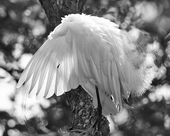 Bertazzoni, Jamaica, Nikon, artistic, beak, colors, feathers, fishing, "flying egret", heron, legs, migration, nature, nesting, panning, parade, pond, safari, swamp, "white egret"