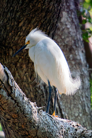 Bertazzoni, Jamaica, Nikon, artistic, beak, colors, feathers, fishing, "flying egret", heron, legs, migration, nature, nesting, panning, parade, pond, safari, swamp, "white egret"