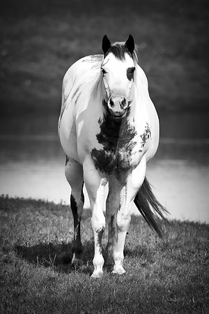 Bertazzoni, Indians, Nikon, Texas, apha, boys, bridles, burro, colors, couple, "cow boys", donkey, "far west", halter, harness, herd, hoofs, horse, mustang, pack, paint, pioneers, portrait, "powerful