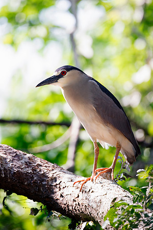 Bertazzoni, Jamaica, Nikon, artistic, beak, colors, feathers, fishing, "flying egret", heron, legs, migration, nature, nesting, panning, parade, pond, safari, swamp, "white egret"
