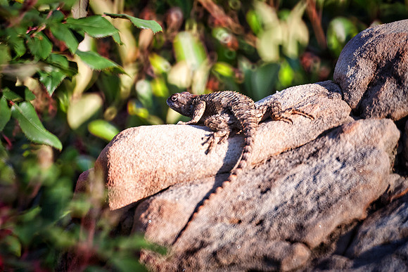 Bertazzoni, "Eastern Fence Lizard", Nikon, Texas, colors, garden, insect, leather, lizard, nature, reptile, skin, tail, tail, yard
