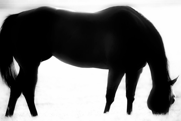 silhoutte, Bertazzoni, Indians, Nikon, Texas, apha, boys, bridles, burro, colors, couple, "cow boys", donkey, "far west", halter, harness, herd, hoofs, horse, mustang, pack, paint, pioneers, portrait,