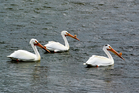 Bertazzoni, Kenya, Namibia, Pelican, "Walvis Bay", beak, colors, feathers, fishing, flying, hunting, lake, lakes, nature, nesting, ocean, "pink backed pelican", rivers, wings, "American White Pelican"