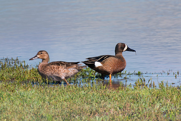 Bertazzoni, Nikon, beak, "blue winged teal", colors, duck, ducklings, eggs, feathers, flying, hunting, lake, nature, pond, season, swimming