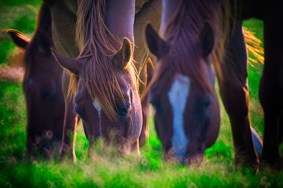 Bertazzoni, Indians, Nikon, Texas, apha, boys, bridles, burro, colors, "cow boys", donkey, "far west", halter, harness, herd, hoofs, horse, mustang, pack, paint, pioneers, portrait, "powerful horse",