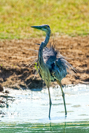 Bertazzoni, Nikon, Texas, bird, "black & white", feathers, fishing, "great Blue Heron", lake, migration, nature, park, peak, pond, swamp, "wading bird", wildlife, wings