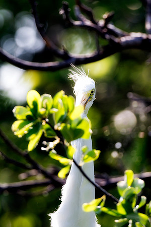 Bertazzoni, Jamaica, Nikon, artistic, beak, colors, feathers, fishing, "flying egret", heron, legs, migration, nature, nesting, panning, parade, pond, safari, swamp, "white egret"