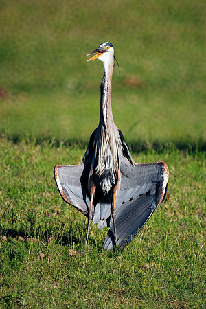 Africa, beak, bird, bird, black, claws, colors, colors, details, ducks, eating, feathers, flying, forest, garden, "grey heron", hen, hunting, jungle, park, posing, predator, prey, resting, safari, sav