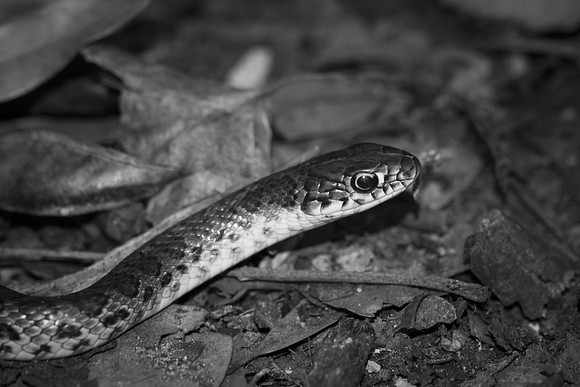 "Eastern Yellow Bellied Racer", Bertazzoni, "Black & white", Nikon, USA, bite, camouflage, colors, details, garden, insect, jungle, leather, nature, poison, reptile, scales, skin, snake, texas, trees,