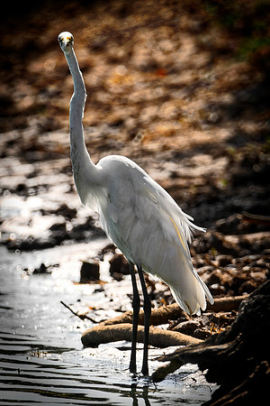 Bertazzoni, Nikon, Texas, bird, "black & white", feathers, fishing, "great Blue Heron", lake, migration, nature, park, peak, pond, swamp, "wading bird", wildlife, wings