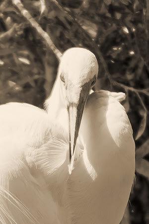 Bertazzoni, Jamaica, Nikon, artistic, beak, colors, feathers, fishing, "flying egret", heron, legs, migration, nature, nesting, panning, parade, pond, safari, swamp, "white egret"