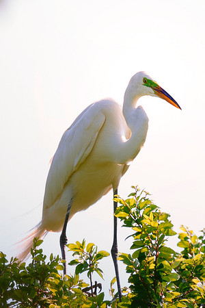 Bertazzoni, Jamaica, Nikon, artistic, beak, colors, feathers, fishing, "flying egret", heron, legs, migration, nature, nesting, panning, parade, pond, safari, swamp, "white egret"