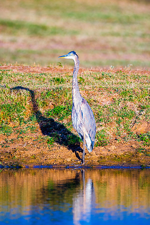 Bertazzoni, Nikon, Texas, bird, "black & white", feathers, fishing, "great Blue Heron", lake, migration, nature, park, peak, pond, swamp, "wading bird", wildlife, wings