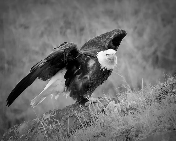 Bertazzoni, "Grand Teton", Nikon, "North America", USA, Yellowsyone, "bald eagle", beak, "birds of prey", claws, colors, eagle, feathers, flying, icon, nature, nest, predator, scenic, sky, wings, "bla