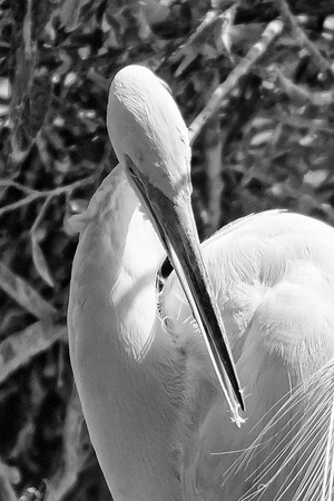 Bertazzoni, Jamaica, Nikon, artistic, beak, colors, feathers, fishing, "flying egret", heron, legs, migration, nature, nesting, panning, parade, pond, safari, swamp, "white egret"
