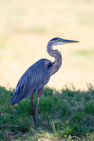 Bertazzoni, Nikon, Texas, bird, "black & white", feathers, fishing, "great Blue Heron", lake, migration, nature, park, peak, pond, swamp, "wading bird", wildlife, wings