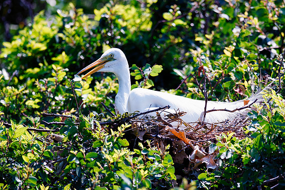 Bertazzoni, Jamaica, Nikon, artistic, beak, colors, feathers, fishing, "flying egret", heron, legs, migration, nature, nesting, panning, parade, pond, safari, swamp, "white egret"