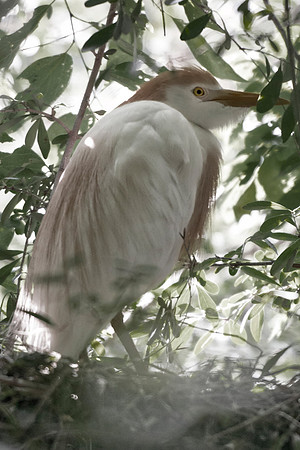 Bertazzoni, Jamaica, Nikon, artistic, beak, colors, feathers, fishing, "flying egret", heron, legs, migration, nature, nesting, panning, parade, pond, safari, swamp, "white egret"